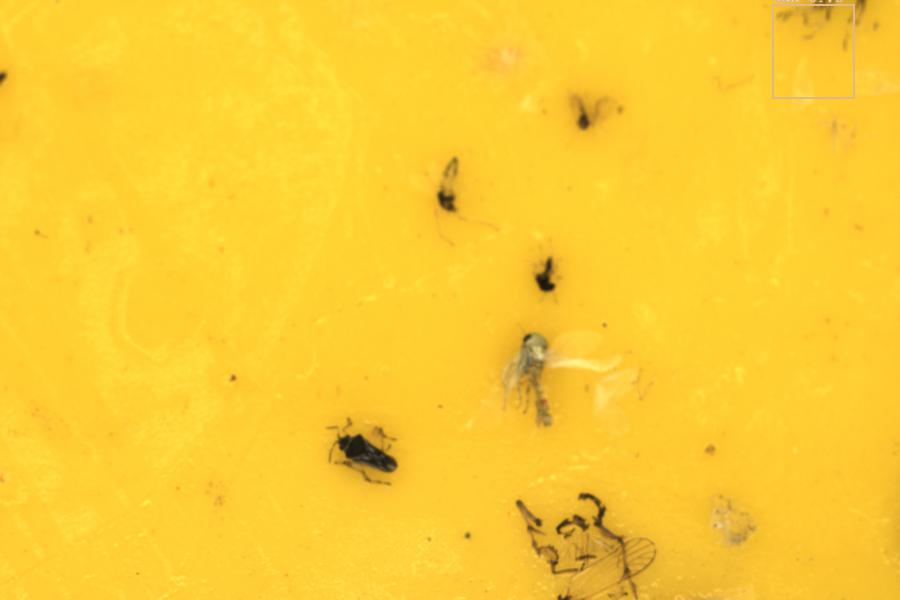 Image 15